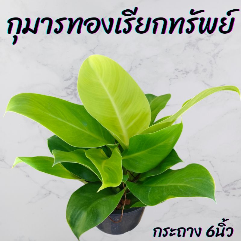 ต้นกุมารทองเรียกทรัพย์ กระถาง 6นิ้ว