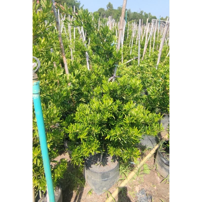 ต้นสนใบพาย 80 / 100 / 120 / 140cm