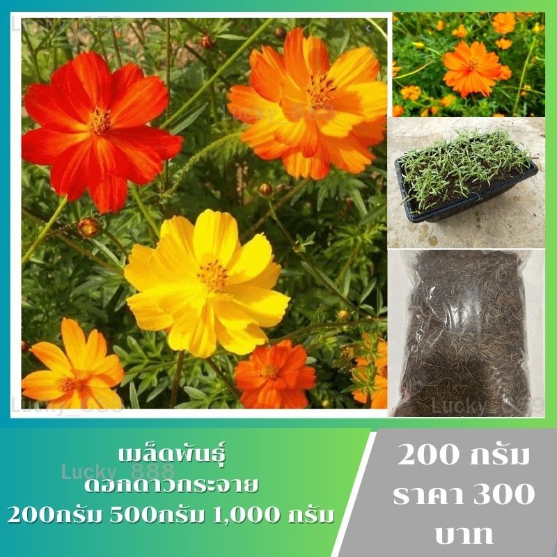 พร้อมส่ง เมล็ดดอกดาวกระจายคละสี 200 กรัม 500 กรัม 1,000 กรัม
