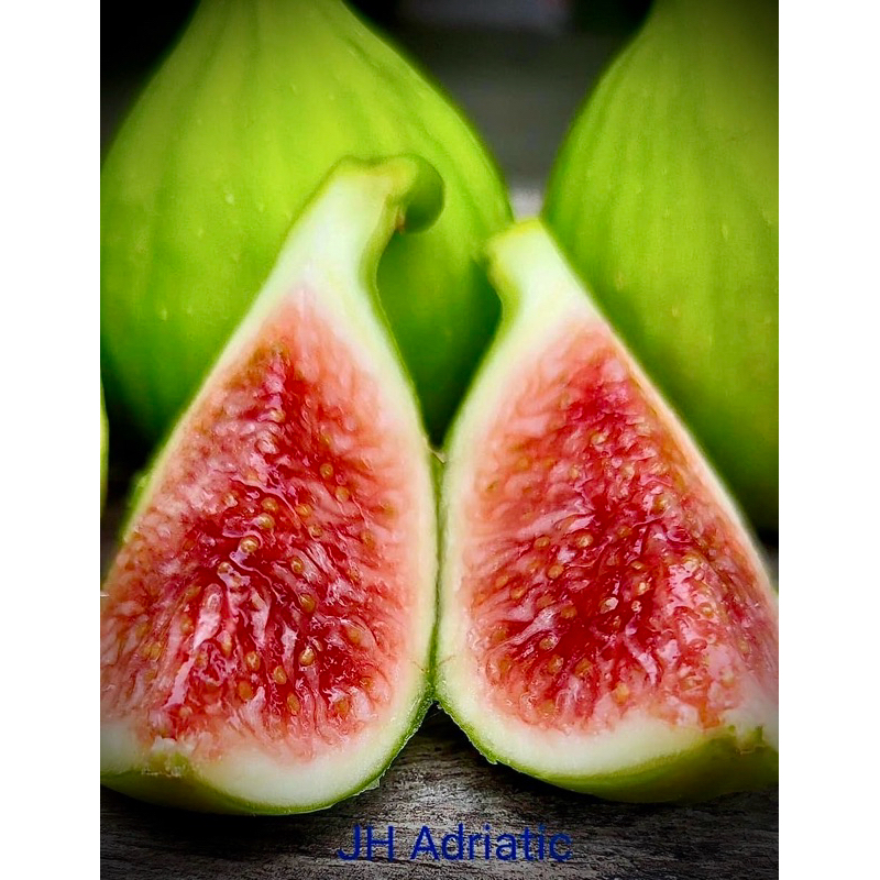 JH White Adriatic Fig มะเดื่อ ฝรั่ง สายพันธุ์ ไวท์ แอนเดรียติก ฟิกส์ ลูกเขียว ใส้แดง สายพันธุ์ที่น่า