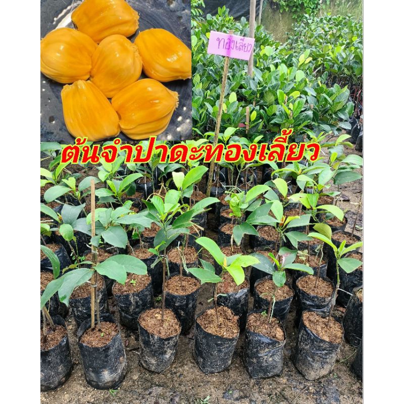 ต้นจำปาดะทองเลี้ยว เเห่งเมืองพัทลุง ยุมใหญ่ เนื้อดี ขนาดต้นสูง50-60ซม.