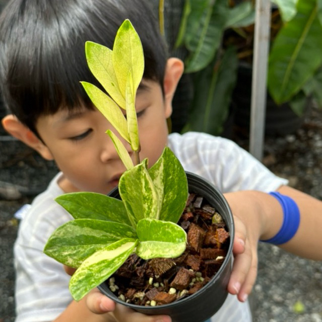 กวักมรกตด่าง/zamioculcas zamifolia var