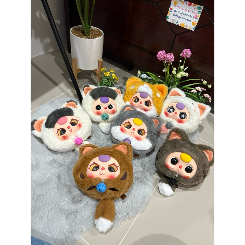 Baby three v.แมวนำโชค แบบเช็คตาเช็คตัวแล้วค่ะ