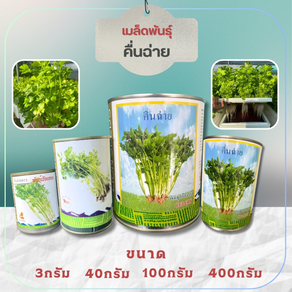 เมล็ดพันธุ์คื่นฉ่าย คื่นฉ่ายขาว พันธุ์เรืองรอง ขนาด 40 / 100 กรัม ปลูกได้ทุกฤดู - เกษตรกรรมยั่งยืน