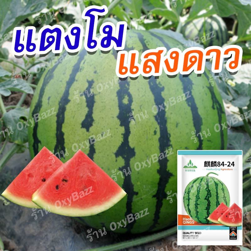 เมล็ดพันธุ์แตงโมแสงดาว 50 เมล็ด เมล็ดแตงโมผลกลม ผิวลาย เนื้อแดง