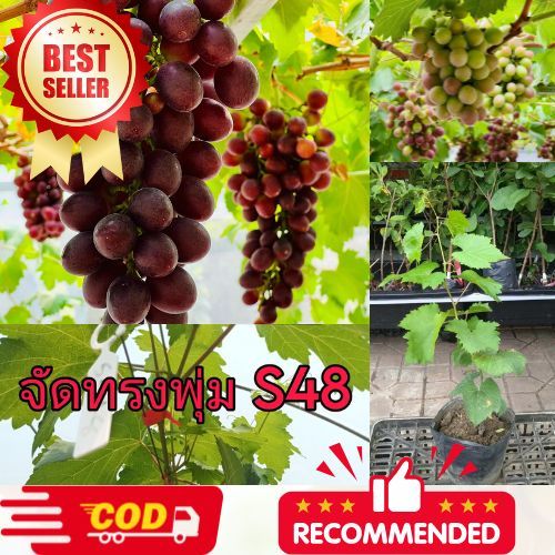 องุ่นพันธุ์ S48 กรอบ, หวาน, ไร้เมล็ด, ผลใหญ่,ต้นอางุ่นเสียบยอด แตกยอดแล้ว ต้นกล้าแข็งแรง, ต้นเสียบยอ