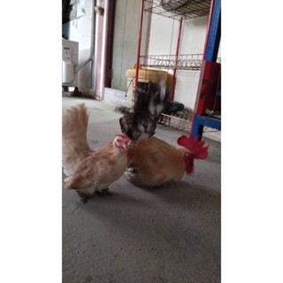 ไข่ไก่แจ้สวยงาม ลุ้นเชื้อสี*บาร์ทอง* 1ชุด5ฟอง (ขาสั้น)