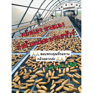 กล้วยตากกลม 800g ✅ ส่งฟรี ‼️แค่กล้วยลูกเล็ก แต่หวานธรรมชาติ นุ่มอร่อย ผลิตเอง สดใหม่ จากโดมที่บ้านบางกระทุ่ม