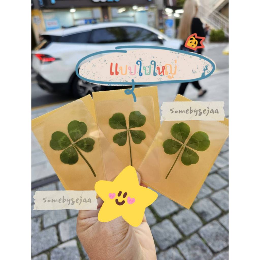 [สินค้าของแท้100% พร้อมส่ง] Clover leaf ใบโคลเวอร์ 4แฉก ของแท้จากเกาหลี พร้อมซองสีทอง (ใบปกติ / ใบใหญ่) ราคา ถูกที่สุด ดีลบีเคเค แกลเลอรีภาพที่ 3