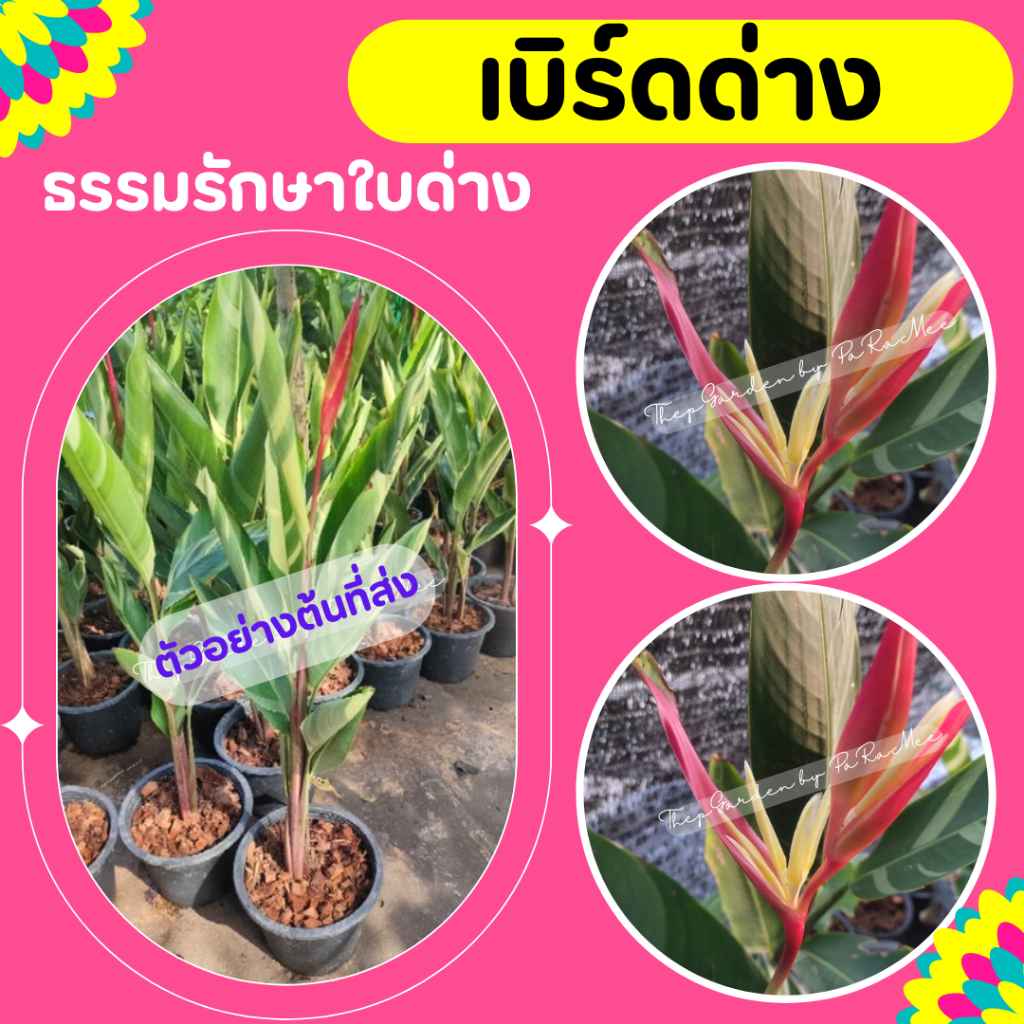 ต้นธรรมรักษา ใบด่าง เบิร์ดด่าง