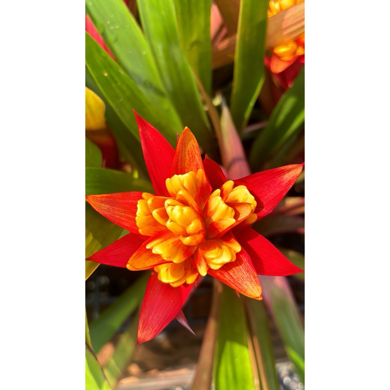 สับปะรดสี กัสมาเนีย ไอศกรีม Guzmania 'Ice cream สับปะรดสี #กุซมาเนีย Guzmania Fiestaดอกสีแดงกสวยงามอยู่ได้นาน