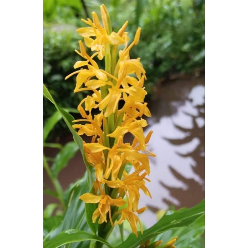 ดอกตาเหินคำสีเหลือง ดอกหอม1หัวพันธุ์ ตระกูลเดียวกันกับดอกมหาหงส์คะ