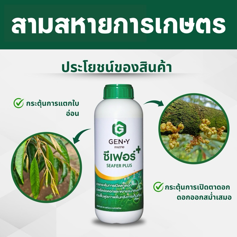 ซีเฟอร์  - สาหร่ายเขียว  ช่วยเปิดตาดอก ขยายผลอ่อน ฟื้นฟูสภาพต้นหลังการเก็บเกี่ยว กระตุ้นเจริญเติบโต  ขนาด1ลิตร