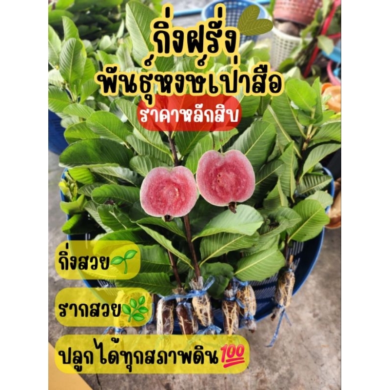 กิ่งฝรั่งหงส์เป่าสือ รากเต็มเกรดAพันธุ์แท้100% *มี1กิ่ง* สั่งขั้นต่ำ 3 กิ่ง