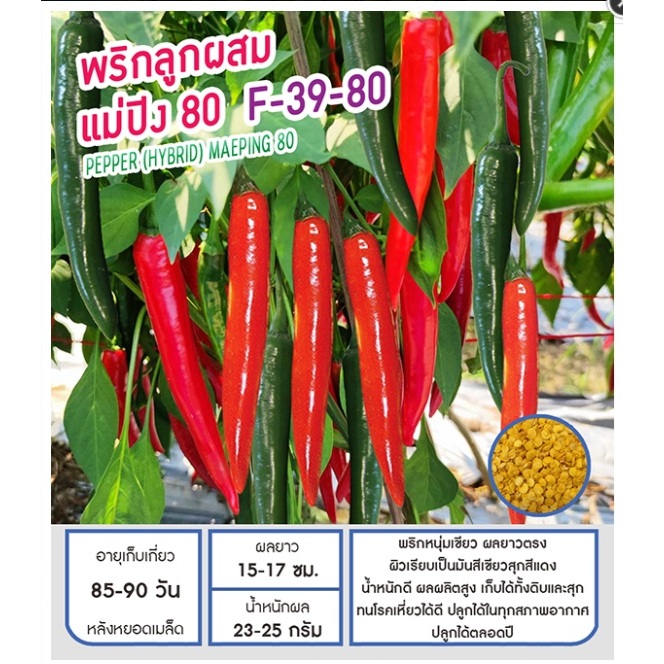 เมล็ดพันธุ์ พริกหนุ่ม พริกเขียว พริกแม่ปิง (ทำซอส) - Pepper Maeping 80 ตราดอกแตง เมล็ดผัก คุณภาพ เพื่อนเกษตรกร