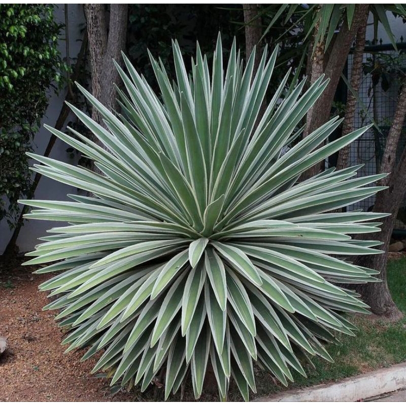 อากาเว่ ดาวกระจาย Agave Star ส่งแบบถอดกระถาง