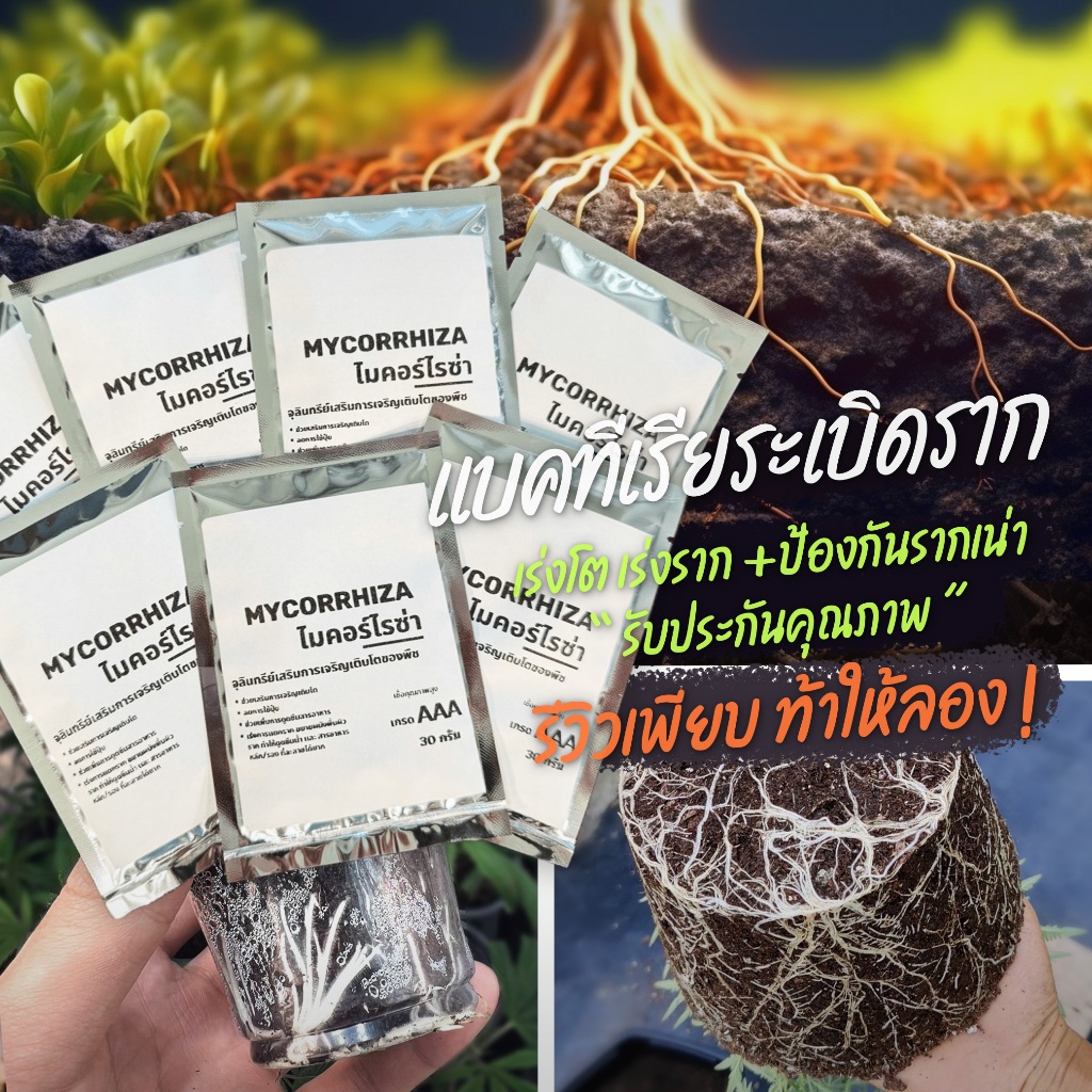 GHG ผงเร่งโต เร่งราก (แบบซอง) ป้องกันรากเน่า 2in1(ไมคอไรซ่าxเเบคทีเรีย) เหมาะกับพืชทุกชนิด พืชสมุนไพร ไม้ใบ ไม้ด่าง
