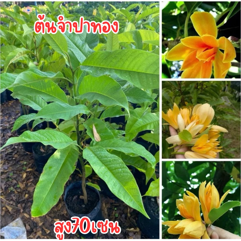 ต้นจำปาทอง พร้อมส่ง ต้นสวยๆสูง50-60เซน ต้นใหญ่ถุงใหญ่