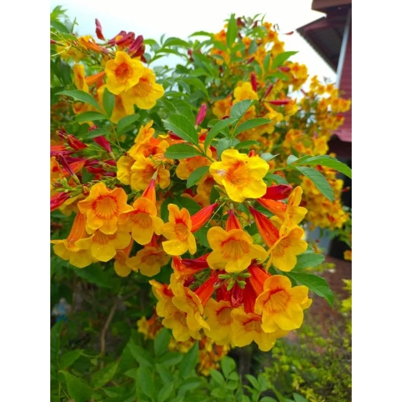 ทองอุไรสีส้มเหลืองมิกกี้เมาส์1ต้นถุงดำเล็กไม้ประดับไม้มงคล