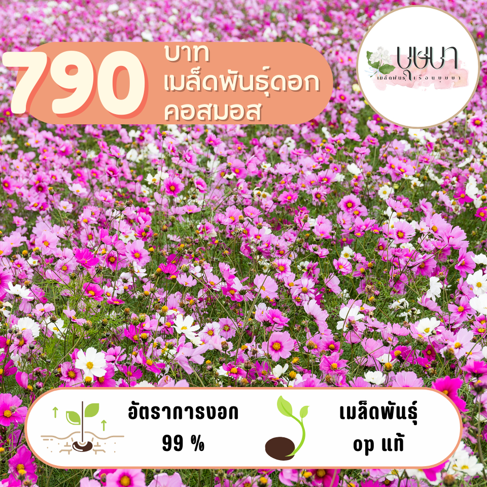 เมล็ดพันธุ์ดอกคอสมอสคละสี 100กรัม  20,000++++++ เมล็ด