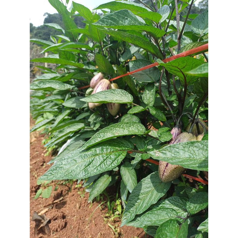 เปปิโนเมล่อนหวานอร่อยเหมือนเมล่อน 1 กิโล 3สี - รูปที่ 2