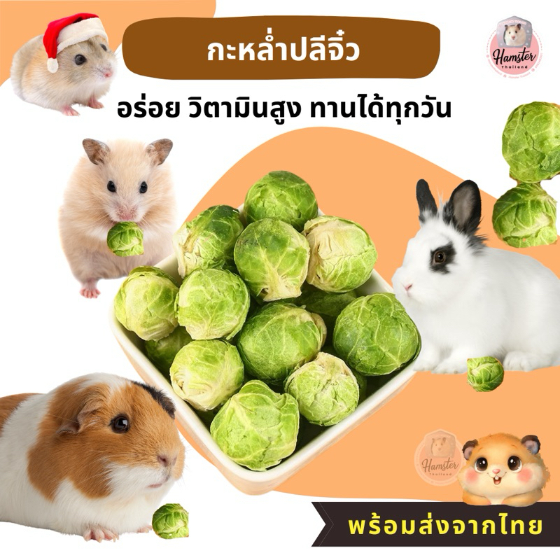 [Hamsterth]อาหารเสริม กะหล่ำปลี Freeze-Dried สำหรับสัตว์เล็ก แฮมสเตอร์ เม่นแคระ ชูก้า ดอร์เม้าส์