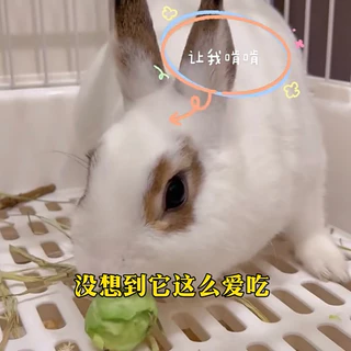 [Hamsterth]อาหารเสริม กะหล่ำปลี Freeze-Dried สำหรับสัตว์เล็ก แฮมสเตอร์ เม่นแคระ ชูก้า ดอร์เม้าส์