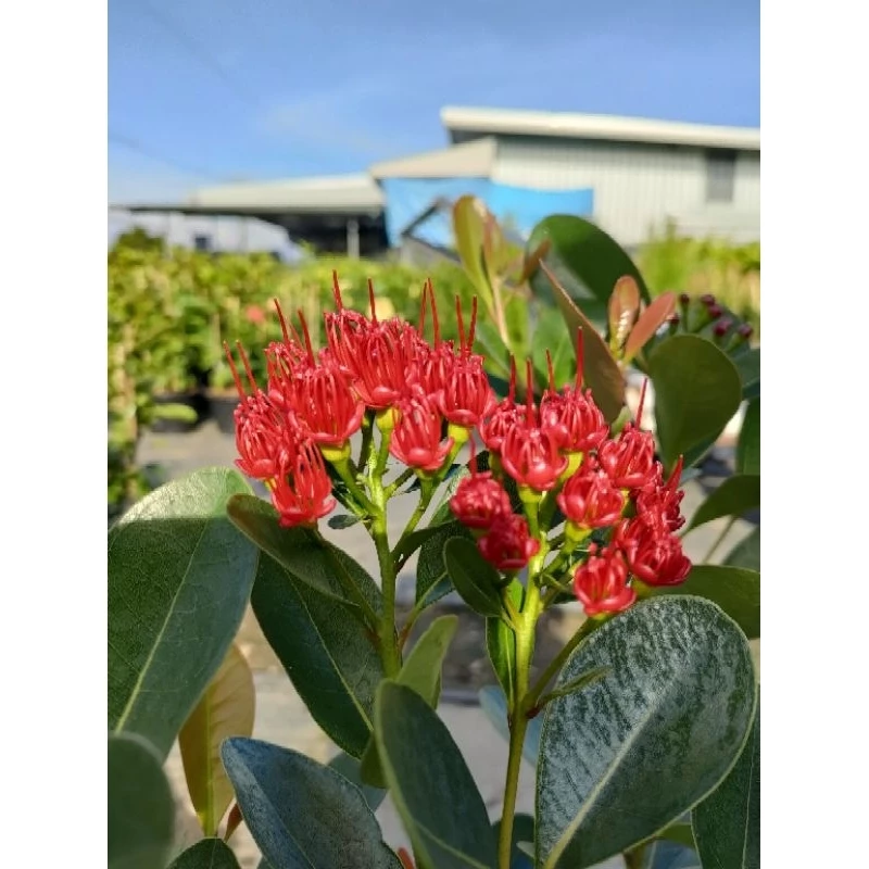 ต้นรักแรกพบ สวยๆ สีแดง/ส้ม(ส่งพร้อมกระถางเบอร์ 9-10 )ต้นแข็งแรงพร้อมปลูก