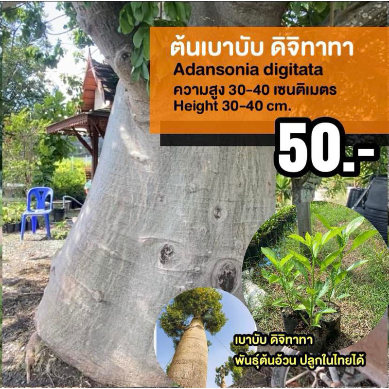 ต้นเบาบับ ดิจิทาทา (จำนวน 5 ต้น) สูง 15-20 เซน #Adansonia Digitata
