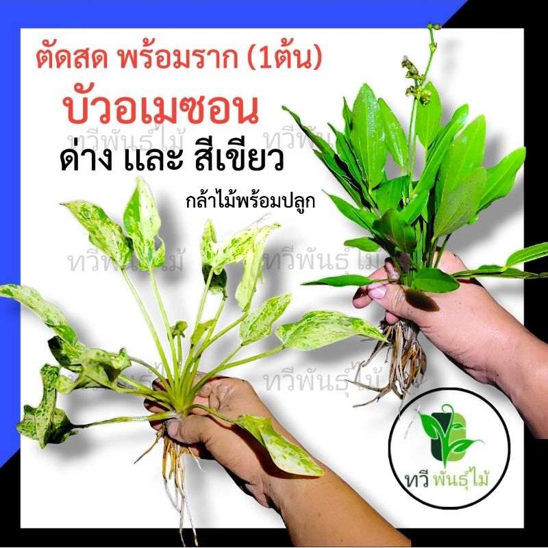 (ตัดสด 1ต้น ) ต้น บัวอเมซอน มี 2 สาย พันธุ์  ไม้น้ำ พืชน้ำ บัวอเมซอน  ด่าง เหลือง เเละ พันธุ์ เเคระ  ปรับน้ำใส ให้น้ำ