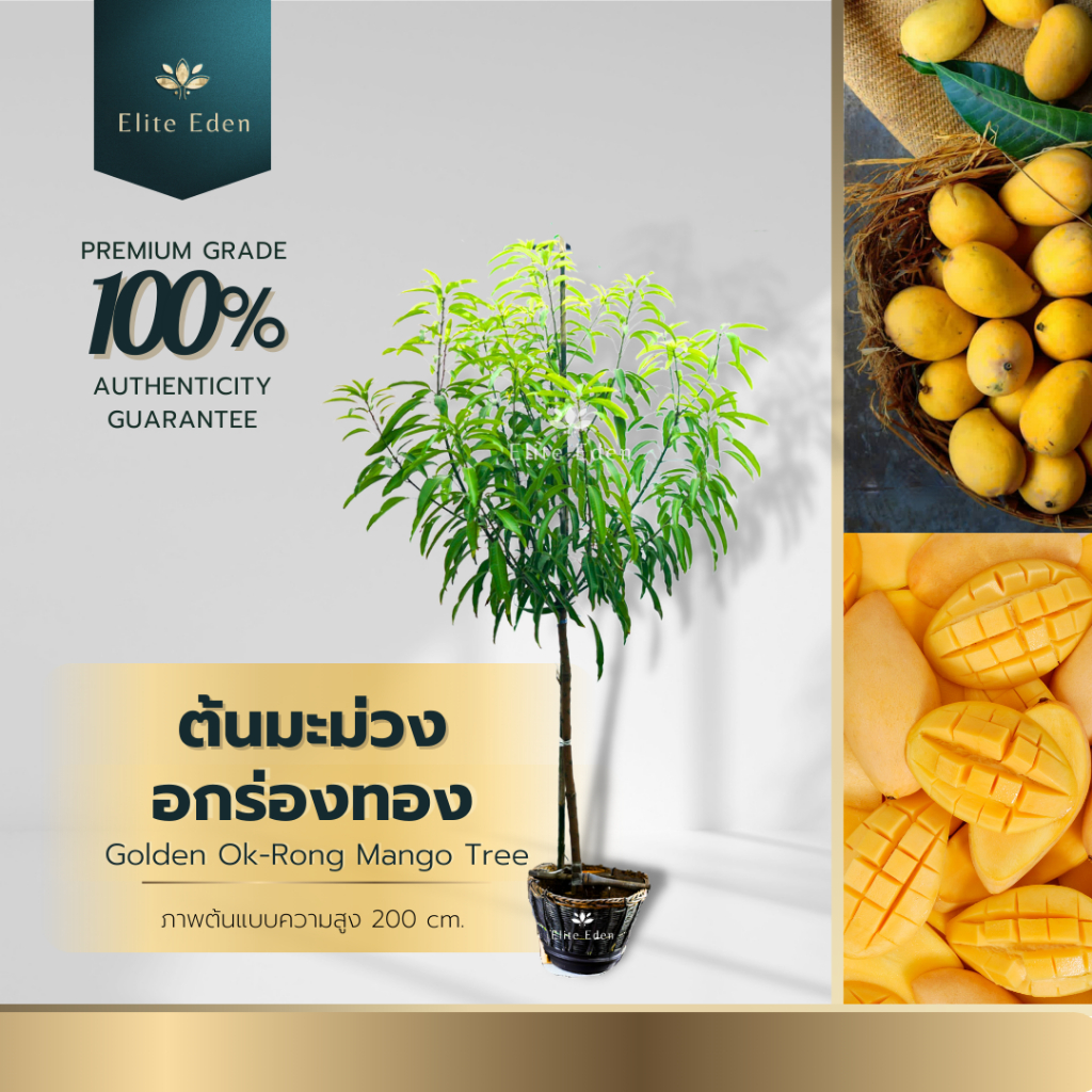 ต้นมะม่วงอกร่องทอง สูง 150-200 cm. (ต้นใหญ่) รสหวาน กลิ่นหอมเด่นเอกลักษณ์