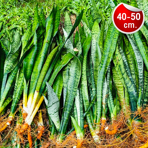 ลิ้นมังกรไม้มงคล🌲ฟอกอากาศ ดูดสารพิษ ทนทานปลูกง่าย วางในบ้าน นอกบ้าน 40-50cm (ขั้นต่ำ3 ต้น)