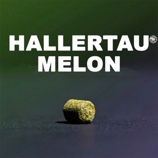 ฮอป ทำเบียร์ Hallertau Melon Hops | คราฟท์ คอมโพเนนท์ (57g. …