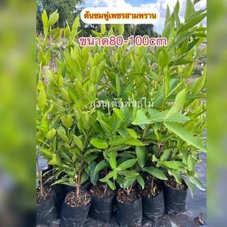 ต้นชมพู่เพชรสามพราน❗️มีขนาดให้เลือก2ขนาด❗️ พร้อมปลูกรสชาติหวานอร่อย