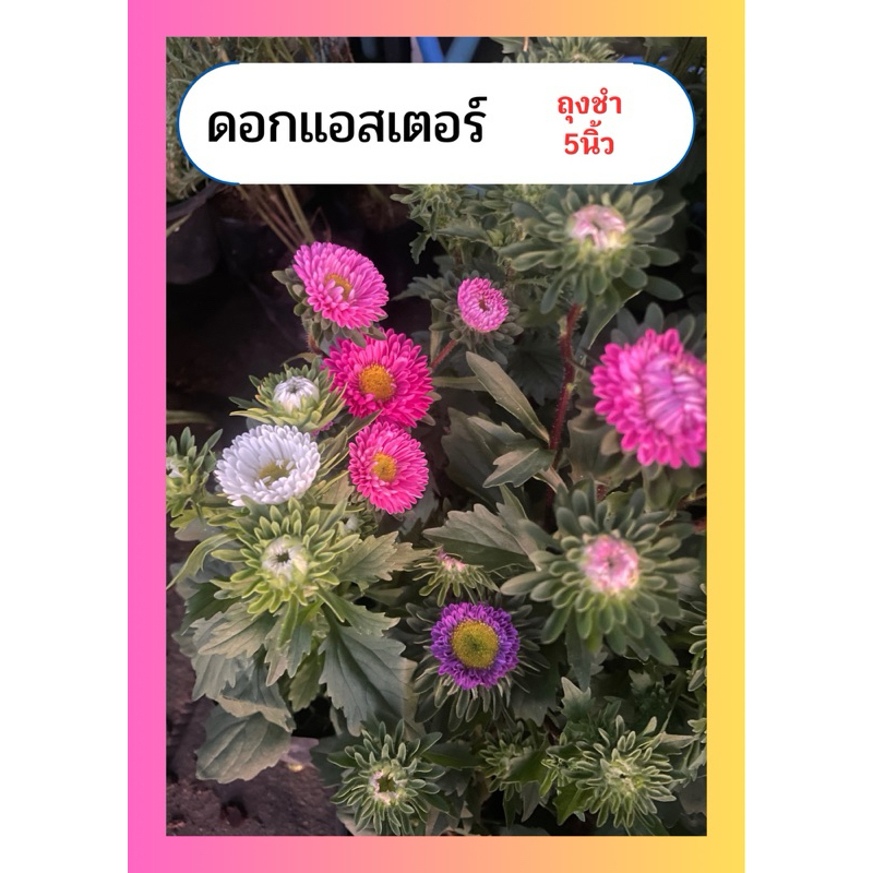 ดอกแอสเตอร์ คล้ายเบญจมาศ ความหมายดี ทานได้ มีสรรพคุณทางยา ชอบแสงแดด ถุงชำ5นิ้ว