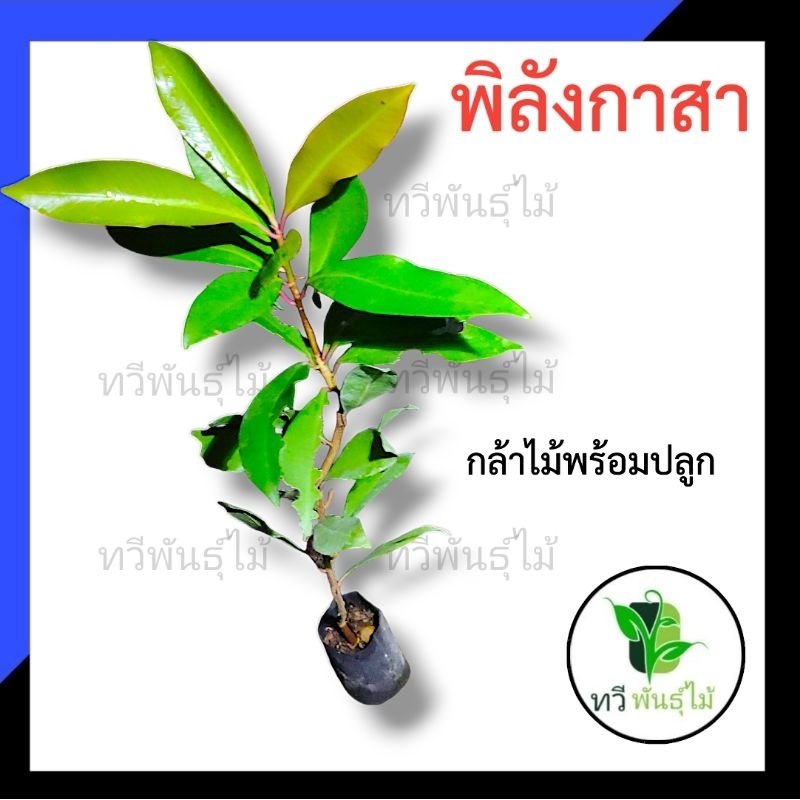 ต้นพิลัง​กาสา​ กล้าไม้พร้อมปลูก ไม้ประดับ  Tawee Pantmai พิลัง​กาสา​ ไม้มงคล ไม้เศรษฐกิจ