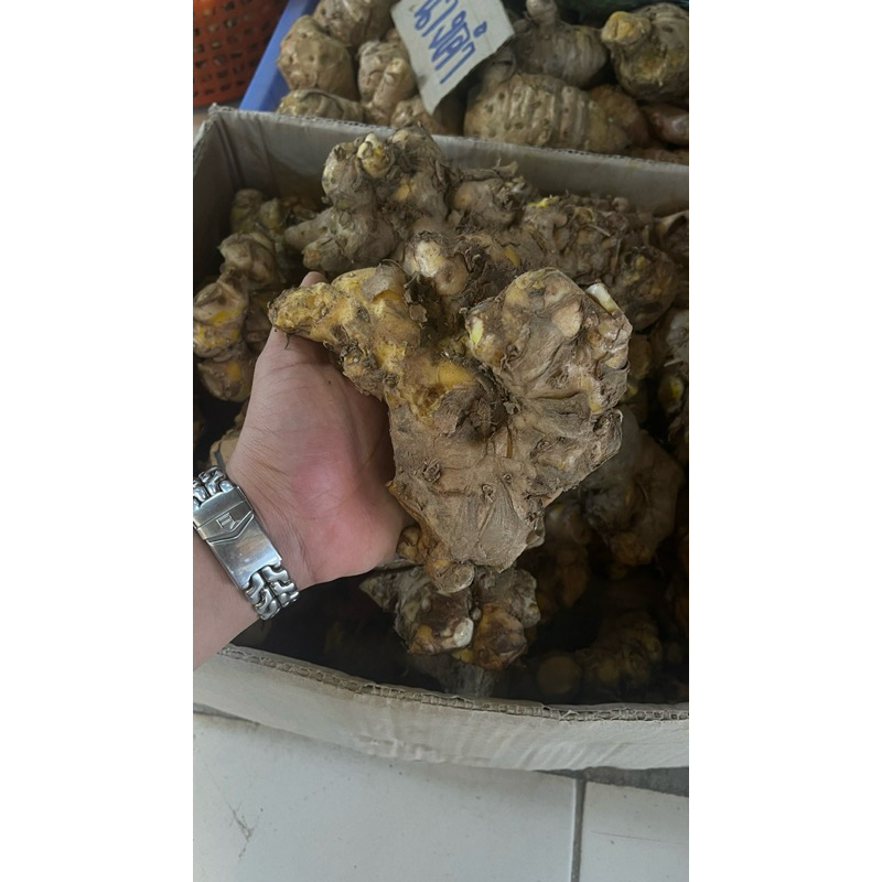 หัวไพลสด ว่านไฟ ไพลเหลือง - รูปที่ 5