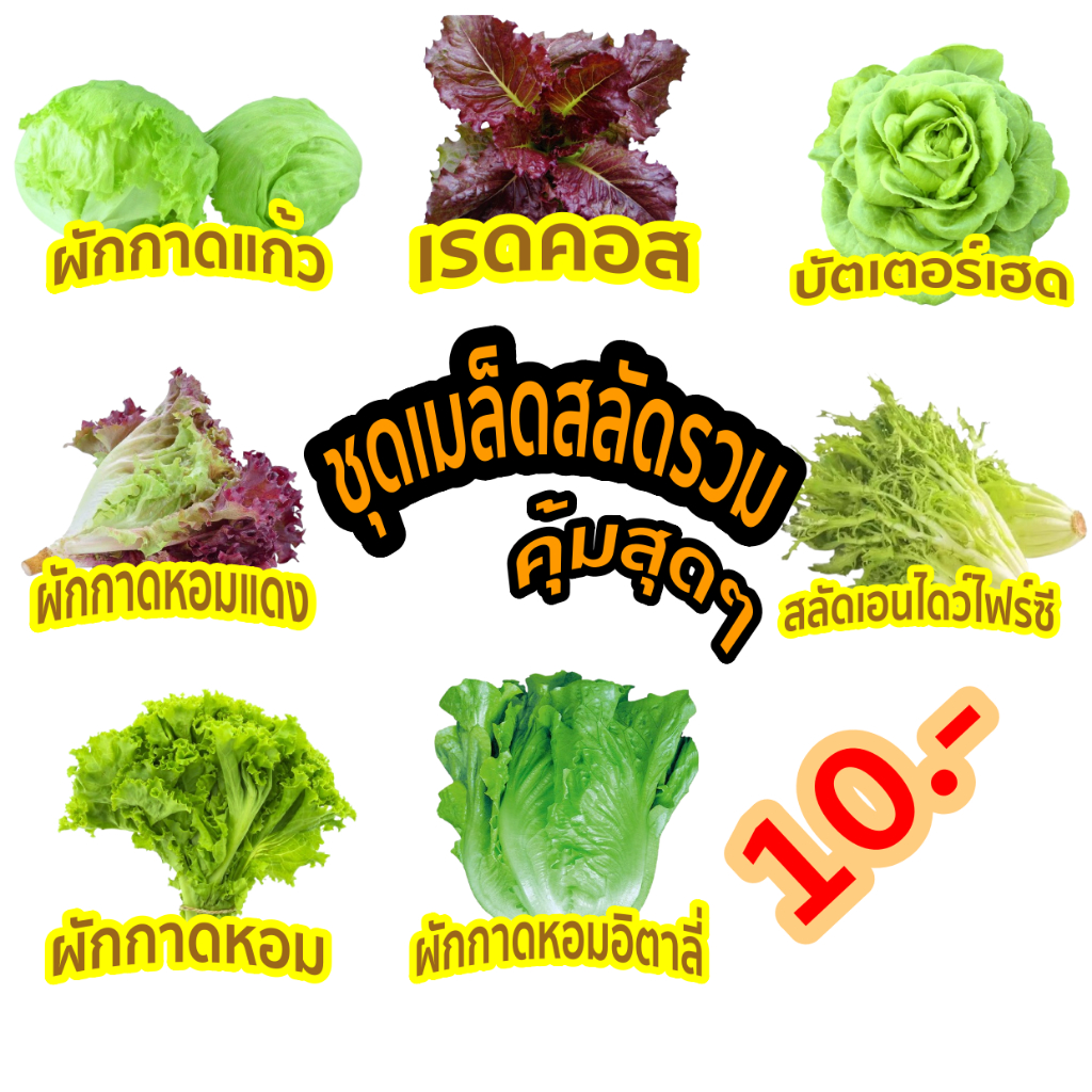 เมล็ดผักสลัด ชุดผักสลัดพันธ์ุแท้ ปลูกง่ายไม่กลายพันธุ์ ชุดผักสลัด 100 เมล็ด