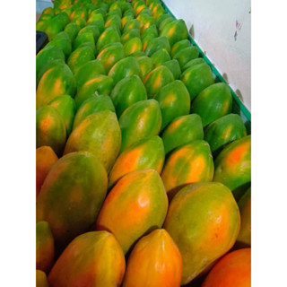 มะละกอเรดเลดี้อินทรีย์(ผล) แพ็คละ2kg. ปลอดสาร มาตรฐาน GAP สุ…