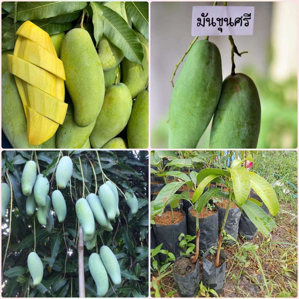ต้นมะม่วงมันขุนศรี มะม่วงมันขุนศรี ต้นเสียบยอด ต้นละ 59 บาท 1 ปีติดผล มะม่วงโบราณ กินได้ทั้งดิบและสุก รสชาติหวาน มัน