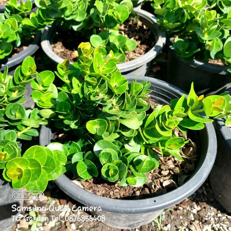 ต้นมหาเฮง ไม้มงคล ดอกหอม - รูปที่ 3