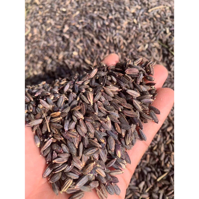 1 kg พันธุ์ข้าวเหนียวดำลืมผัว ดำทั้งต้น ออร์แกนิค 100 % เมล็ดพันธ์ุ พฤศจิกายน 2567

<p>“><center></p>
<h4></h4>
<p><p><font color=