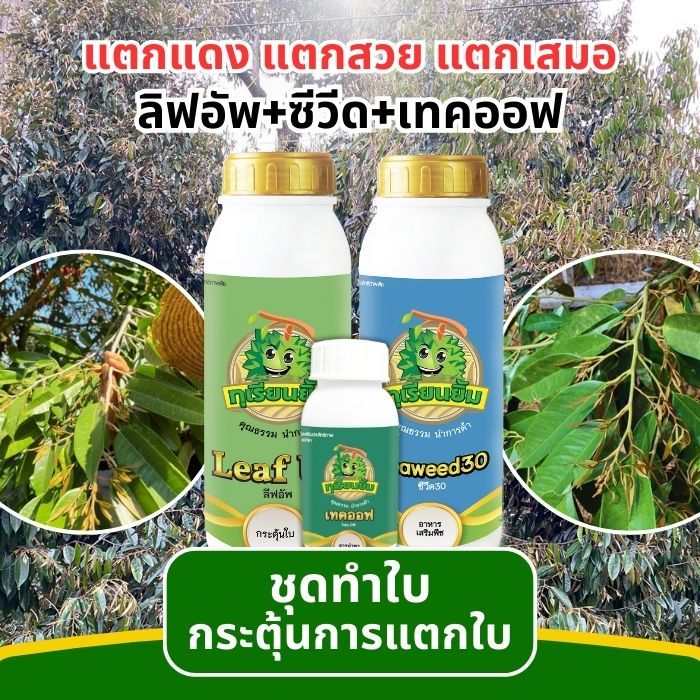 ชุดดึงใบ กระตุ้นแตกใบ แตกแดง แตกสวย แตกเสมอ