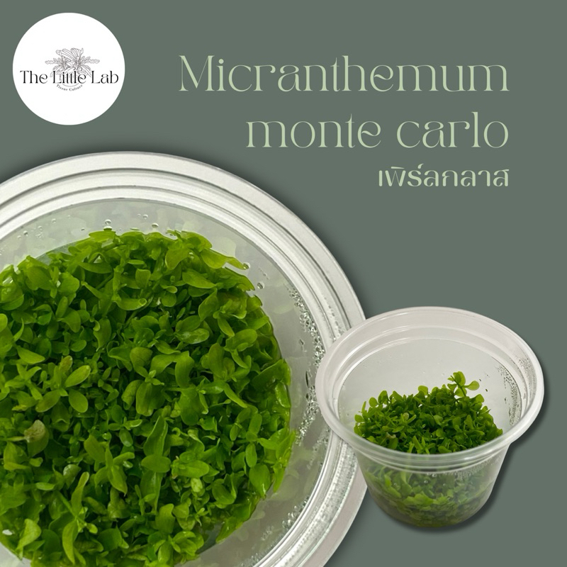 Micranthemum monte carlo 'เพิร์ลกลาส'