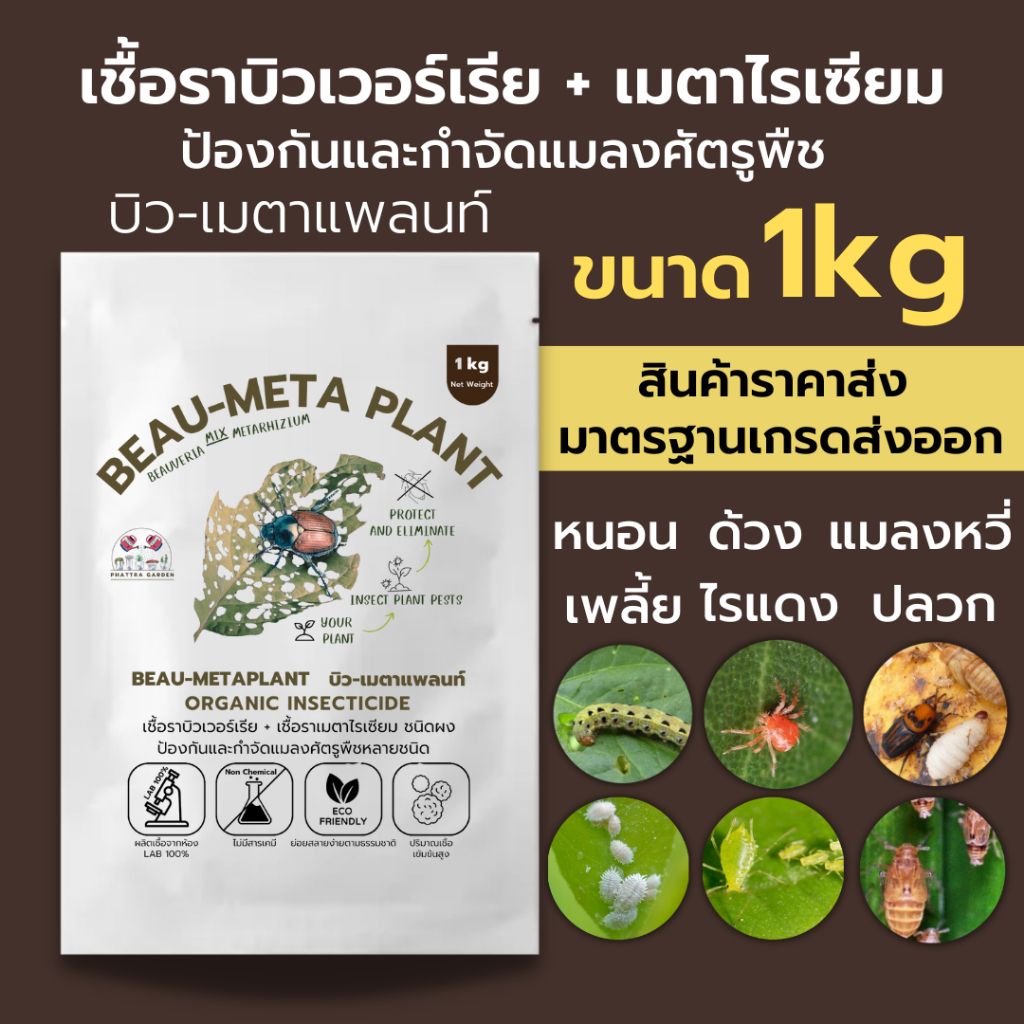 บิวเวอร์เรีย ผสม เมธาไรเซียม: ชีวภัณฑ์กำจัดแมลงออร์แกนิก ปลอดภัย