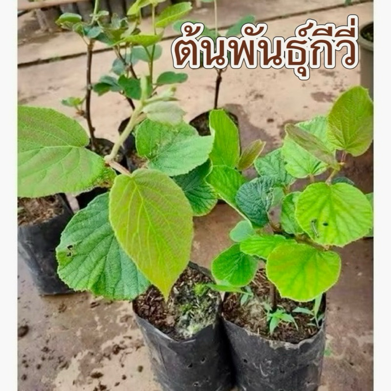 ต้นกล้ากีวี่ kiwi ต้นสมบูรณ์เพศ(แบบปักชำ) ต้นกี่วีโครงการหลวง ต้นแข็งแรงปลูกติดง่าย ขนาด 30-60ซม.