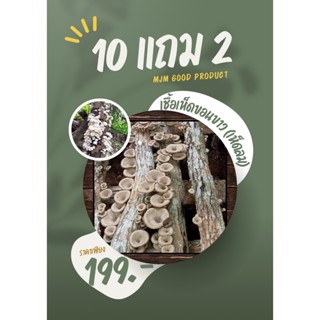 เชื้อเห็ดขอนขาว เห็ดกระด้างป่า เห็ดลม เห็ดบด 10 ขวด แถม 2 ขว…