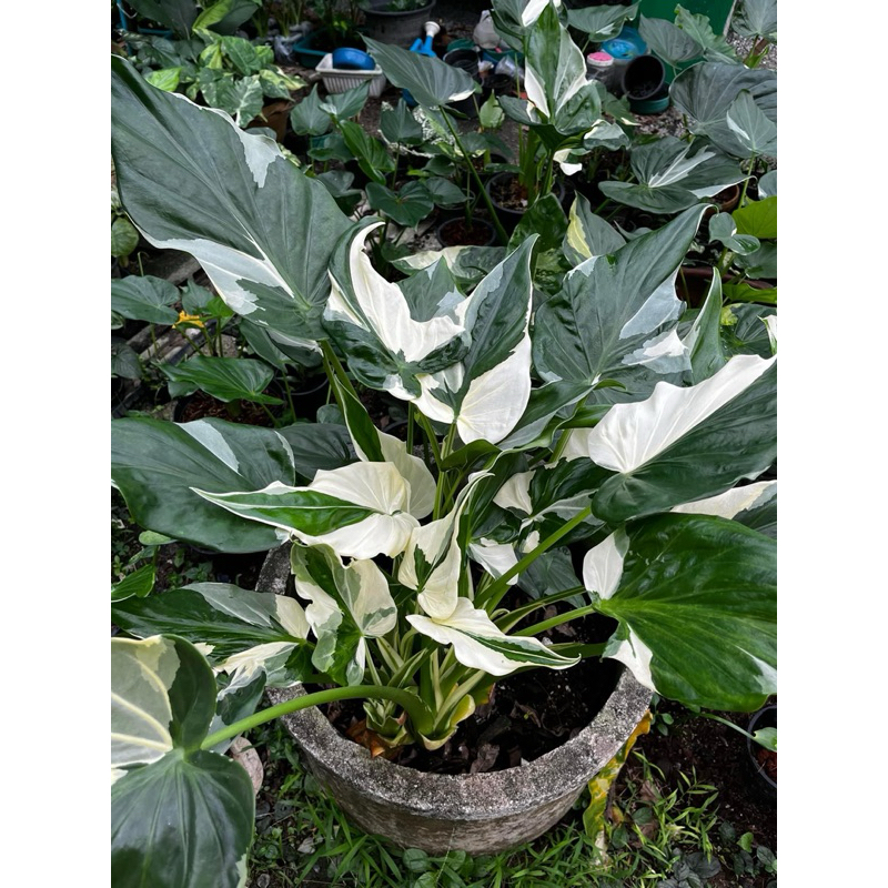 ต้นนางกวักด่างขาว(Alocasia Cucullata Albo Variegated )ด่างสวยไม้หายาก