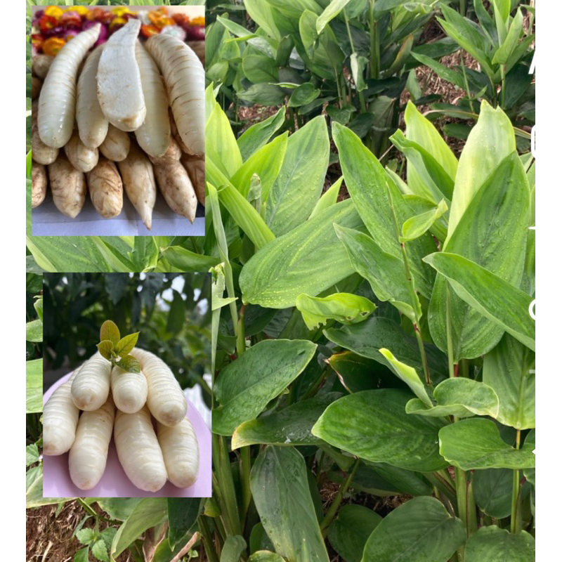 มันสาคูขาว พันธุ์โบราณ หวานกรอบ มัน 1 กิโลกรัม 82บาท