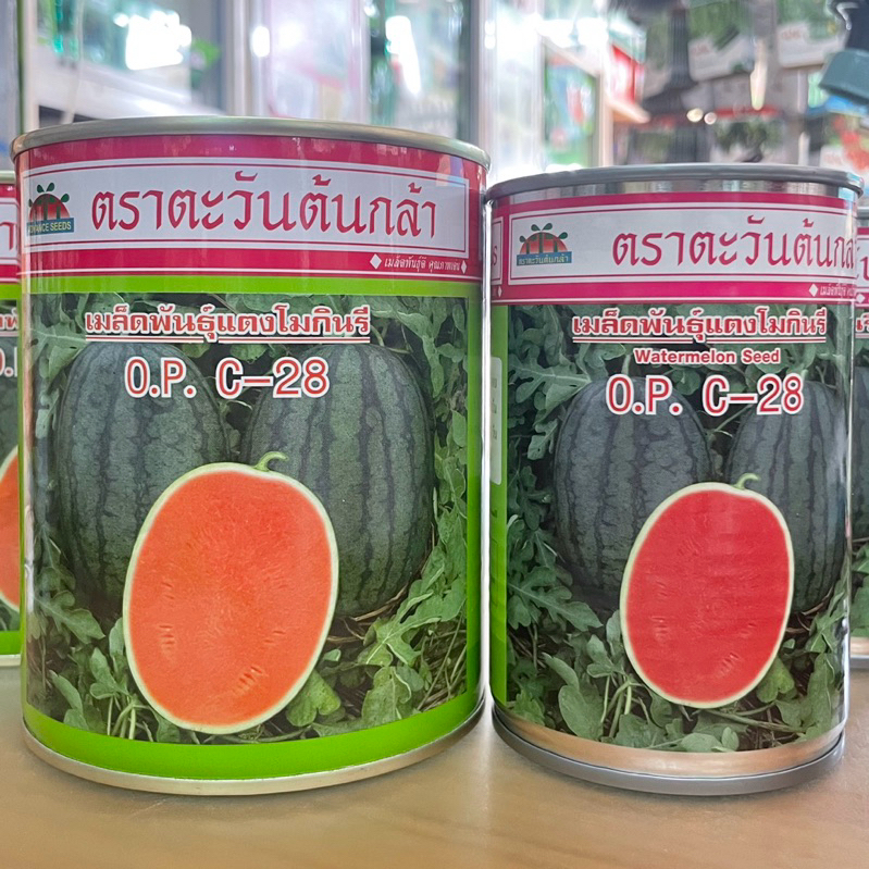 กินรี O.P. C-28 เมล็ดแตงโม ขนาด 50 -250 กรัม ตะวันต้นกล้า